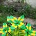 Trap Daniel flower  Business - Facebook
