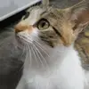 Daniel Forkin - @daniel.forkin2 - TikTok