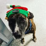 Daniel Freehling - @becky_the_hound - Instagram