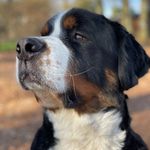 Daniel & George the Berner - @daniel_froelich18 - Instagram