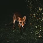Daniel Fuchs - @danielfvchs - Instagram