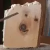 Daniel Gal - @awoodendog - TikTok