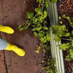 Daniel + Perriann’s Backyard Garden - @diazfoodforest - Instagram