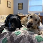 Daniel P Garrity - @dogdad01 - Instagram