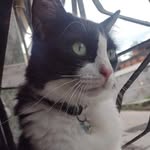 Daniel 😸🤍🖤🐈 - @daniel_gato_fofo - Instagram
