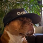 Daniel Geracitano - @danielgeracitano - Instagram