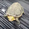 Daniel Gervais - @daniel.gervais94 - TikTok