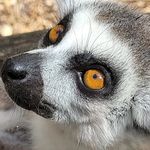 Daniel Gillan - @lemurcattauk - Instagram