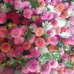 Daniel Gines - @ingrosso_fiori_perugia - Instagram