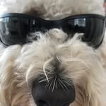 Dan Dan - @daniel.glazer - Instagram