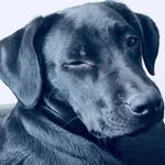 Daniel Glazebrook - @glazebrookdaniel - Instagram