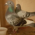 Daniel Godek - @daniel.godek.750 - Instagram