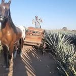 Daniel Godines - @lgodines7369 - Instagram
