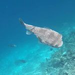 Daniel Goebel - @id333649 - Instagram