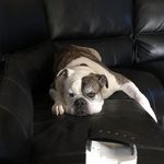 Daniel Goehring - @daniel.goehring.94 - Instagram