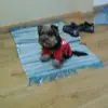 danielgoldyn4 - @danielgoldyn4 - TikTok