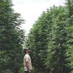 Daniel Gombos - @daniel_gombos1510 - Instagram