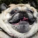 Daniel Goodsell - @chickens1448475656 - Instagram