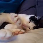 Daniel Goodson - @myfluentpodcast - Instagram