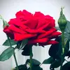 Daniel - @danielgorgan47 - TikTok