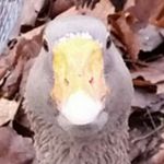 Daniel Gottschalk - @sinandyune - Instagram
