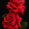 Daniel gowin - @user7058033654006 - TikTok