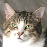 daniel granucci - @danielthecatto - Instagram