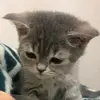 Daniel Gropes - @daniel.gropes - TikTok