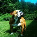 Daniel Greenleaf Foley - @bulldogmurph - Instagram