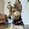 daniel grew - @danielgrew - TikTok