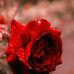 Daniel Grew - Facebook