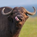 Daniel Grogan - @roastbuffalo272 - Instagram