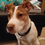daniel halsey - @dog_named_indy - Instagram