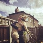 Daniel Hanks - @danielhanksarelli - Instagram