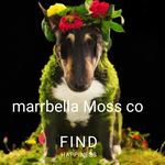 Daniel Hanks - @marbella_moss_co_ - Instagram