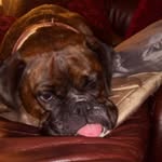 Daniel Hardman - @daniel_h_man - Instagram