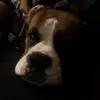 Dog lover💖 - @danielhauck175 - TikTok