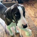 Daniel Hemminger - @williamthepuppers - Instagram