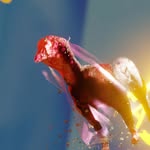 daniel hengst - @danielhengst_jitterhorse - Instagram