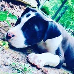 Daniel Henton - @dracosniperfox35 - Instagram