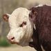 Daniels Hereford Ranch - Facebook
