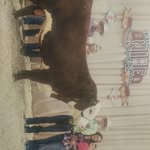 Daniels Hereford Ranch - @danielshereford - Instagram