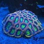 🐠Daniel‘s Meer🪸 - @daniel.hinrichs92 - Instagram