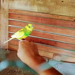 Daniel guidi - @daniel_criando_por_hobby - Instagram