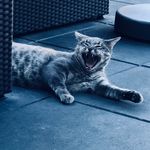 Daniel Hoekstra - @dlghoekstra - Instagram