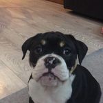Daniel Hogg - @daniel.hogg.9210 - Instagram