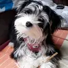 danielahogrefe1975 - @danielahogrefe1975 - TikTok