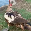 Daniel.willhoit - @daniel.willhoit1 - TikTok