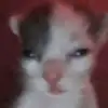 danielhollywood31 - @dani.leigsner - TikTok
