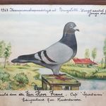 Daniel Van Hove - @daniels.pigeon.loft - Instagram